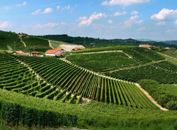 Sandrone vineyards in the Langhe hills