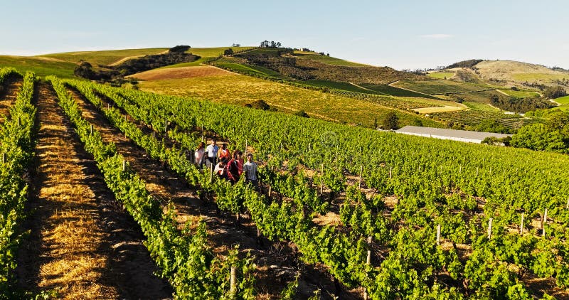 Aerial view of responsible vineyard